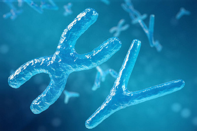 XY染色體 生物醫(yī)學(xué)與基因治療中的核心符號(hào)與前沿探索